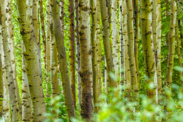 istock Jasper National Park in Alberta Canada 1126347409