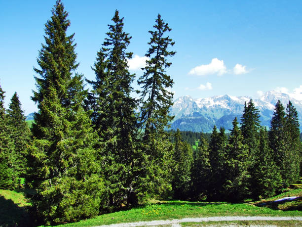 istock Trees and evergreen forests on the slopes between the Churfirsten mountain range and Thurtal valley 1126347692