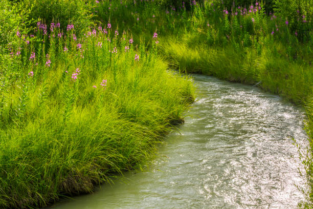 istock Jasper National Park in Alberta Canada 1126347809