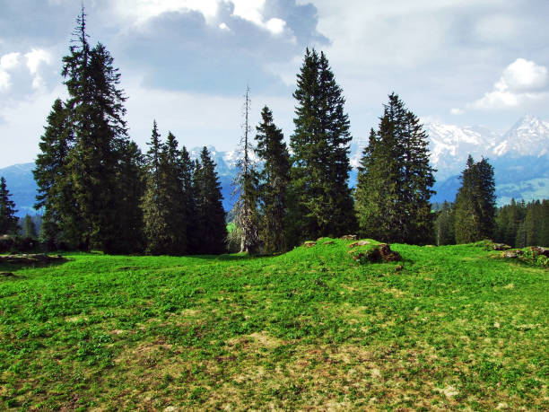 istock Trees and evergreen forests on the slopes between the Churfirsten mountain range and Thurtal valley 1126347829