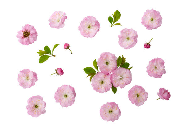 istock Pink spring almond flowers isolated on white background. Set flowers, Bud and leaf. 1126348770