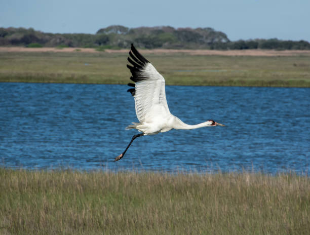 Whooping crane in flight at Aransas National Wildlife Refuge in Texas whooping crane whooping cranes pics stock pictures, royalty-free photos & images