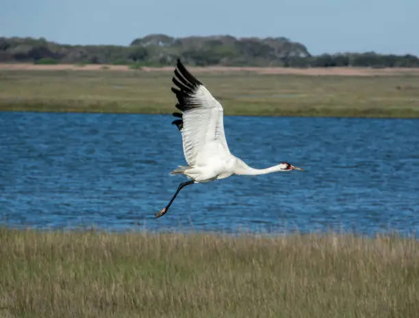 Photo of Whooping crane in flight at Aransas National Wildlife Refuge in Texas