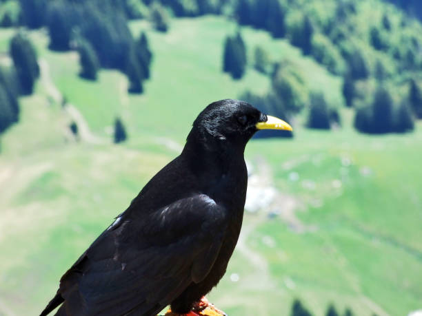 istock Pyrrhocorax graculus, The Alpine chough or yellow-billed chough 1126349638