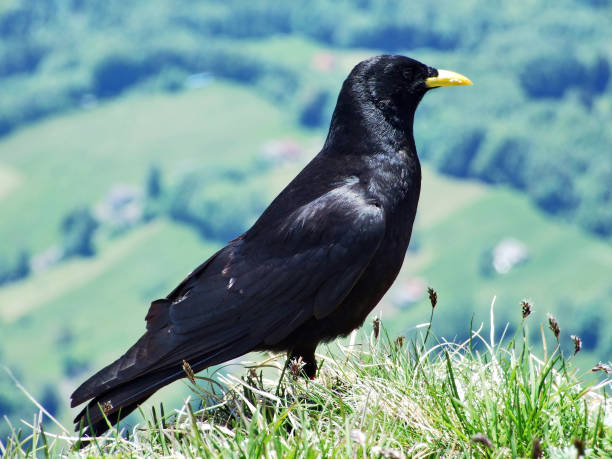 istock Pyrrhocorax graculus, The Alpine chough or yellow-billed chough 1126349639