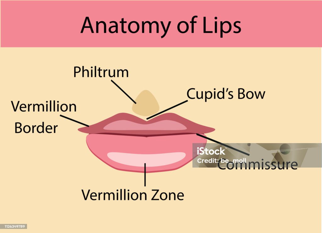Boca Labios Ilustración de Anatomía De Los Labios Ilustración Vectorial y más ...