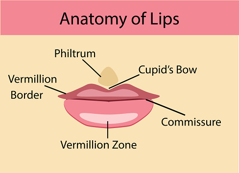 Labios Boca Ilustración de Anatomía De Los Labios Ilustración Vectorial y más ...
