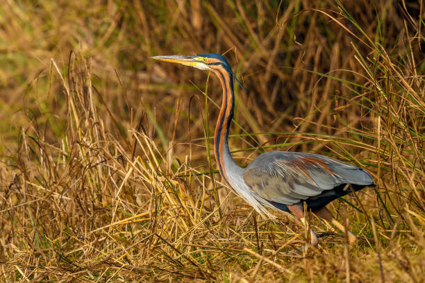 istock A Purple Heron in swamp of crop fields in India 1126352012
