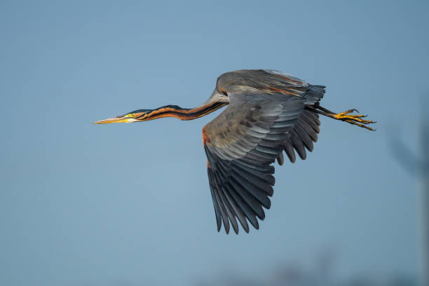 istock Purple Heron flying over after the isolated sky 1126352707