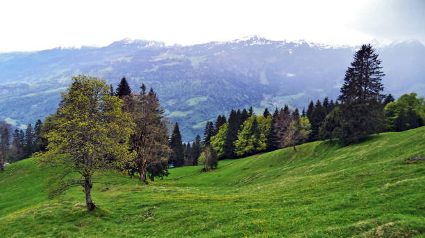 istock Pastures and meadows between the Churfirsten mountain range and Lake Walensee 1126353062