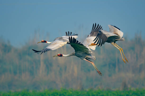 istock Saras Crane family flying 1126353096