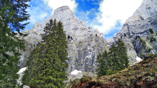istock Trees and evergreen forests on the slopes between the Churfirsten mountain range and Lake Walensee 1126354371