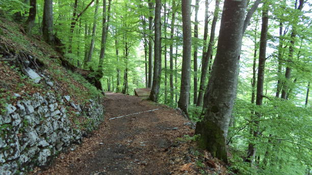 木と churfirsten 山脈と湖 walensee の斜面の落葉広葉樹林 - footpath wood horizon nature ストックフォトと画像