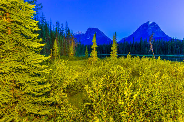 istock Jasper National Park in Alberta Canada 1126356392