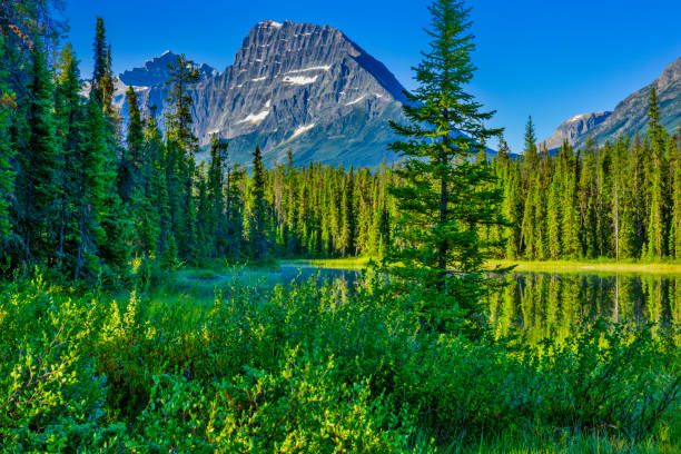 istock Jasper National Park in Alberta Canada 1126356450