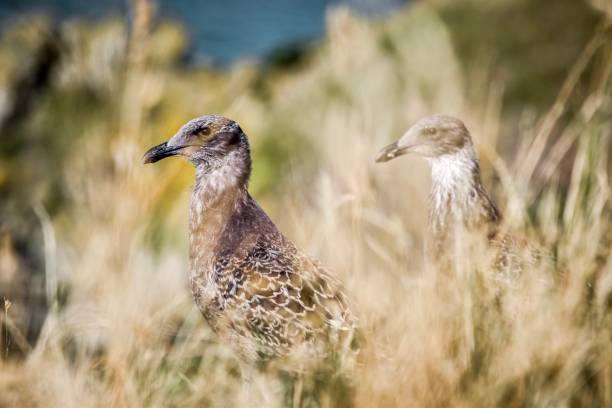 цыплята чайки южной черной поддержке, в прибрежных травах, отаго новая зеландия - 4811 стоковые фото и изображения