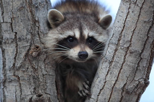 istock raccoon sits in branch fork, Bosque del Apache, New Mexico,USA 1126357511