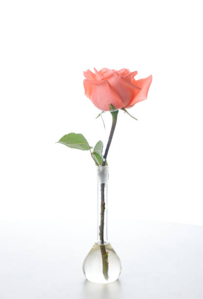 Single beautiful fresh pink rose in glass vase isolated on white background - Image