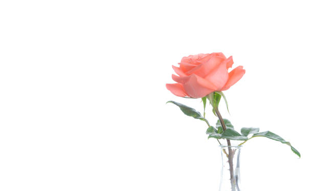 istock Single beautiful fresh pink rose in glass vase isolated on white background - Image 1126357561