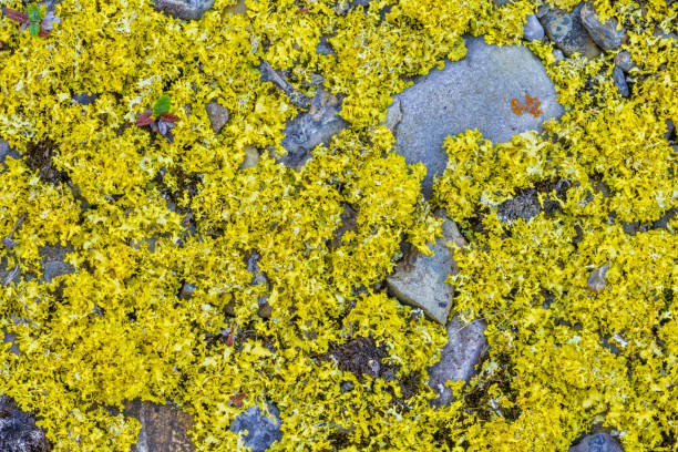 Moss on rock in the Columbia Icefields area of Jasper National Park