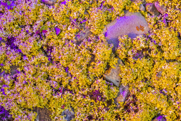 Moss on rock in the Columbia Icefields area of Jasper National Park