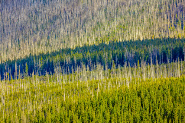 istock Jasper National Park in Alberta Canada 1126358259