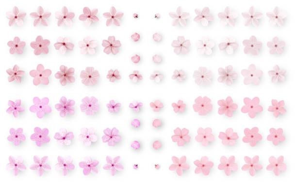 illustrations, cliparts, dessins animés et icônes de sakura réaliste ou fleur de la cerise ; sakura fleur de printemps japonais ; fleur de cerisier rose. - abstract petal blossom decoration