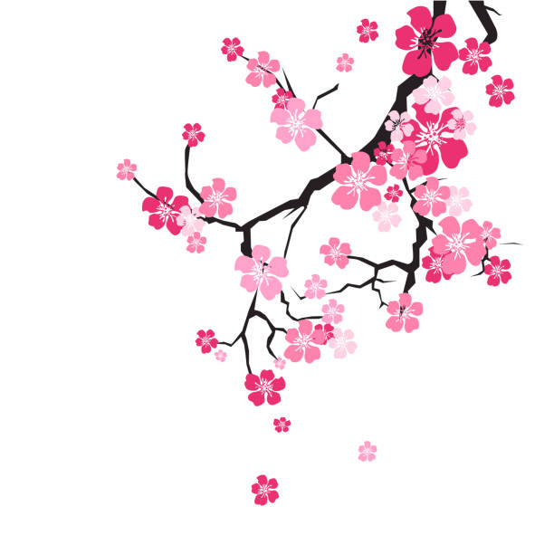 cherry blossom hintergrund sakura blumen rosa auf ast - kirschblüte stock-grafiken, -clipart, -cartoons und -symbole