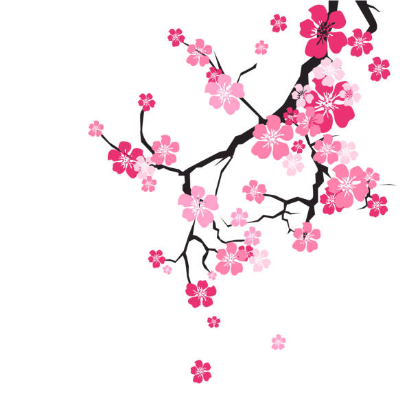 latar belakang bunga sakura sakura pink di cabang - bunga sakura ilustrasi stok