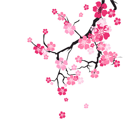 Cherry Blossom Background Sakura Flowers Pink On Branch Flat Vector Illustration