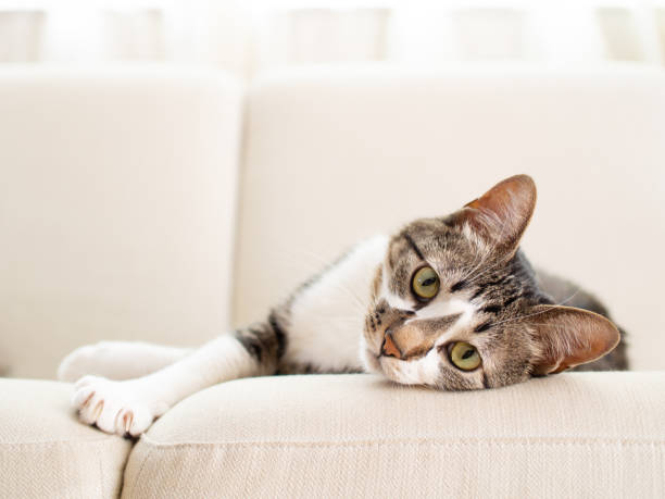 Cat on a sofa Cat on a sofa serene people photos stock pictures, royalty-free photos & images
