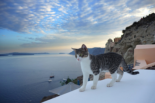Santorini Sunset view with beautiful tabby cat