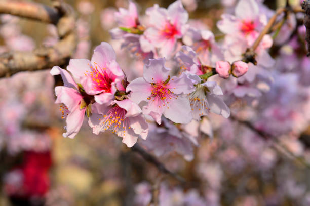 In full bloom in the peach blossom In full bloom in the peach blossom Nectarine stock pictures, royalty-free photos & images