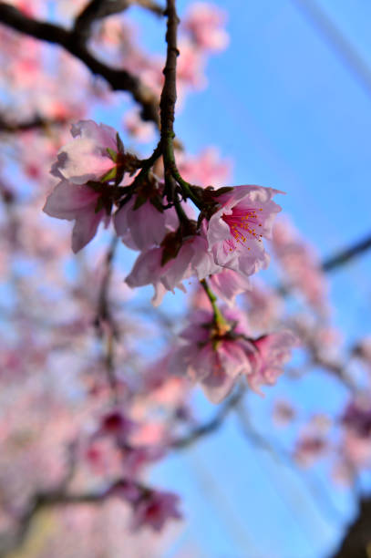 In full bloom in the peach blossom In full bloom in the peach blossom Nectarine stock pictures, royalty-free photos & images