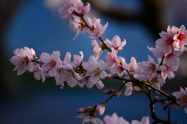 In full bloom in the peach blossom In full bloom in the peach blossom Nectarine stock pictures, royalty-free photos & images