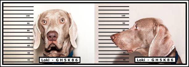 photo de police du code pénal. voleur de chien. weimaraner, capturé par la police. photo drôle. - weimaraner dog animal domestic animals photos et images de collection