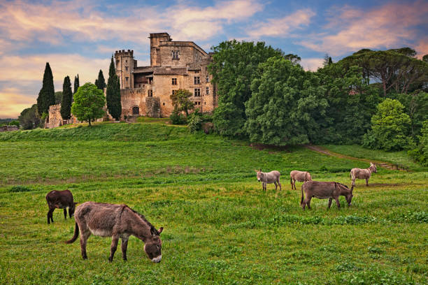 lourmarin, provence, frankreich: landschaft im morgengrauen auf dem land mit der alten burg - naturpark stock-fotos und bilder