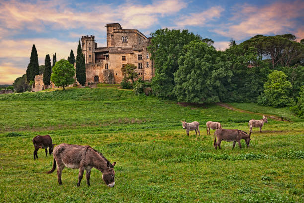 Lourmarin, Provence, France: landscape at dawn of the countryside with the ancient castle Lourmarin, Provence, France: landscape at dawn of the countryside with the ancient castle and the grazing donkeys. Photo taken on May 8, 2018 nature park stock pictures, royalty-free photos & images