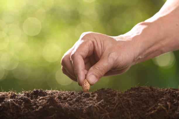 istock Human's hand planting seeds in soil 1126371881