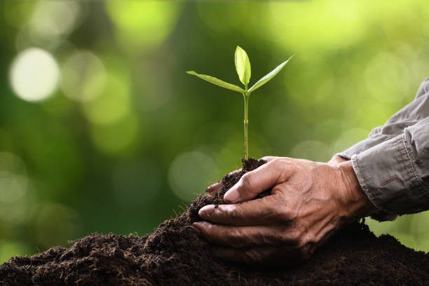 istock Hands holding and caring a green young plant 1126372043