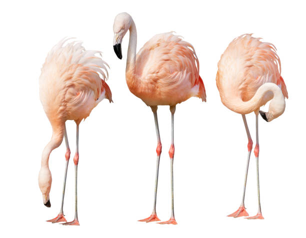 istock isolated on white three flamingo 1126372391