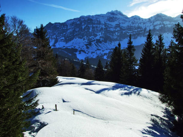 istock Trees and coniferous forests on the slopes of the Spitzli hill 1126372618