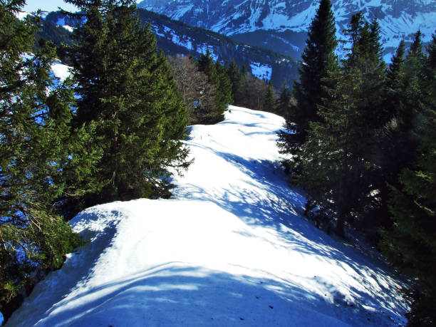 istock Trees and coniferous forests on the slopes of the Spitzli hill 1126372625