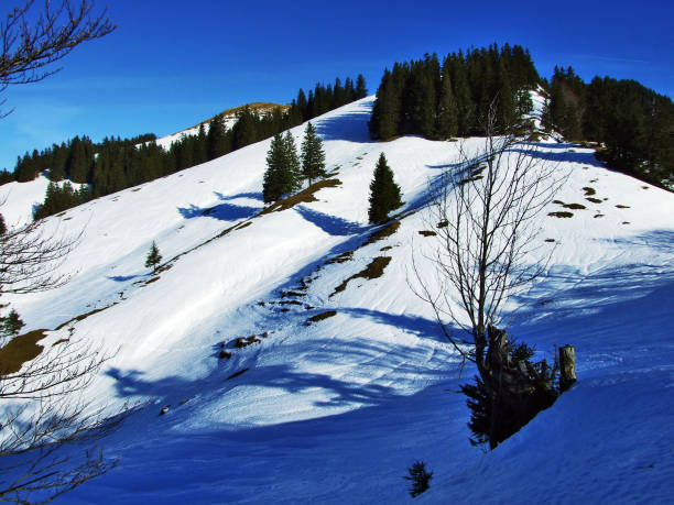 istock Trees and coniferous forests on the slopes of the Spitzli hill 1126372698