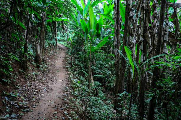 small jungle track in lush green rainforest vegetation near luang prabang in northern laos - new zealand forest landscape mountain imagens e fotografias de stock