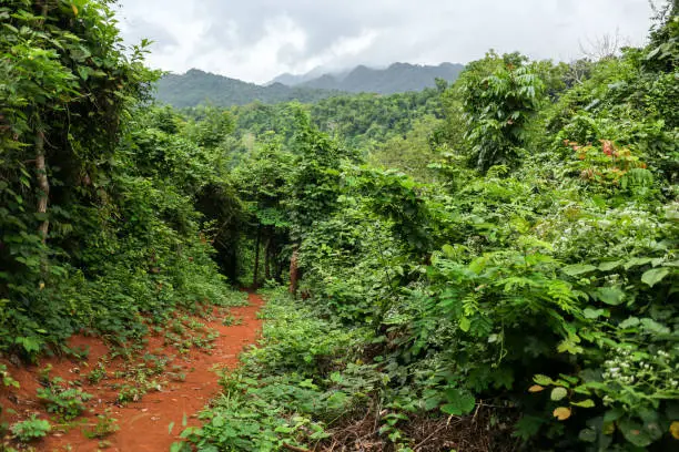 Small orange jungle path in lush green rainforest vegetation near Luang Prabang in northern Laos