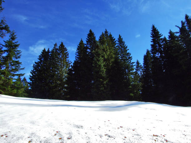 Trees and coniferous forests on the slopes of the Alpstein mountain range - Canton of St. Gallen, Switzerland