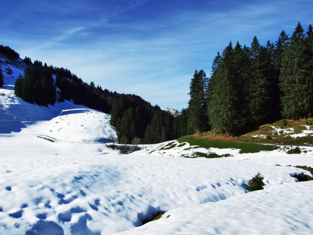 istock Trees and coniferous forests on the slopes of the Alpstein mountain range 1126377956