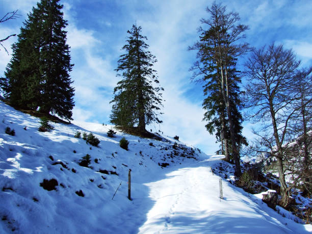 istock Trees and coniferous forests on the slopes between the mountain massive Alvier group and Seeztal valley 1126380841