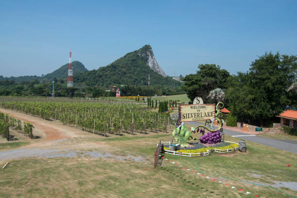 the Landscape and agriculture of the Wineyard of Silver lake near the city of Pattaya in the Provinz Chonburi in Thailand.  Thailand, Pattaya, November 23, 2018